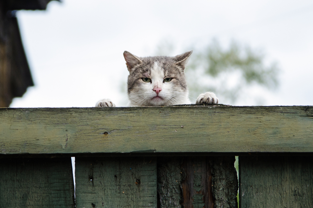 grumpy looking cat peeking over top of wooden fence