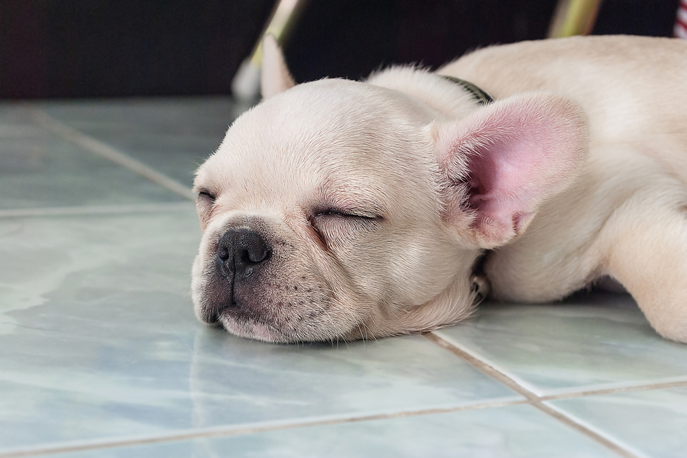 French bulldog puppy sleeping on ceramic floor tiles